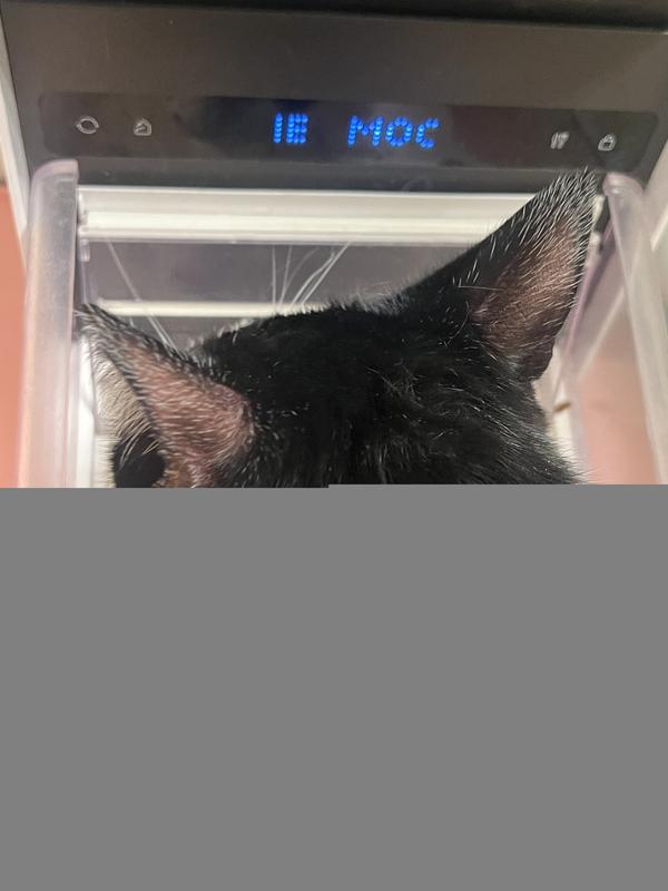 Moonpie feasting : )