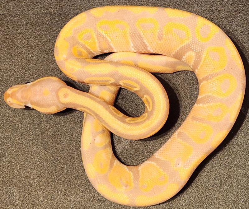 I love the fluffy, soft texture for the snakes. It absorbs better than anything I've used before.