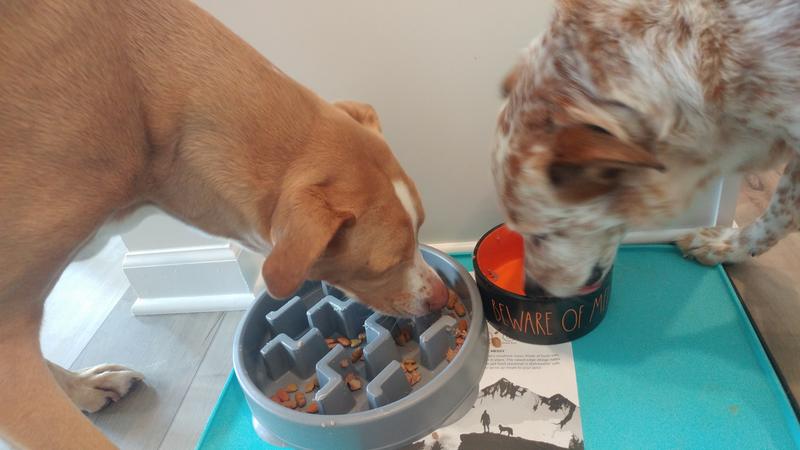 Wolves Wolfing Down Food