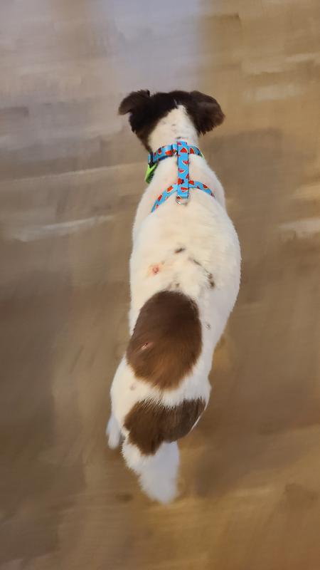 Tight fit around ribs but still loose in the chest