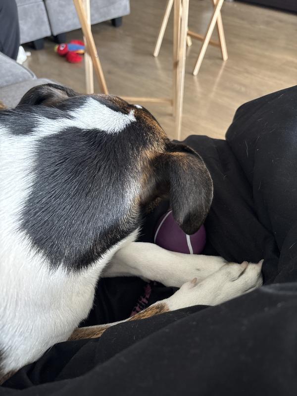 Chilling with my bacon bit