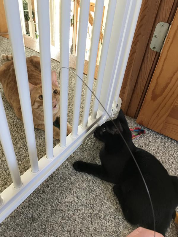 Cat jumping cheap baby gate