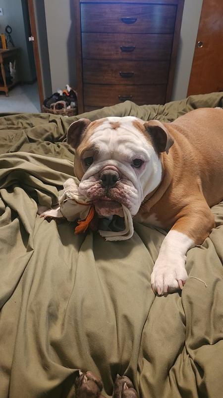 Beans happily protecting a piece of.. the duck?