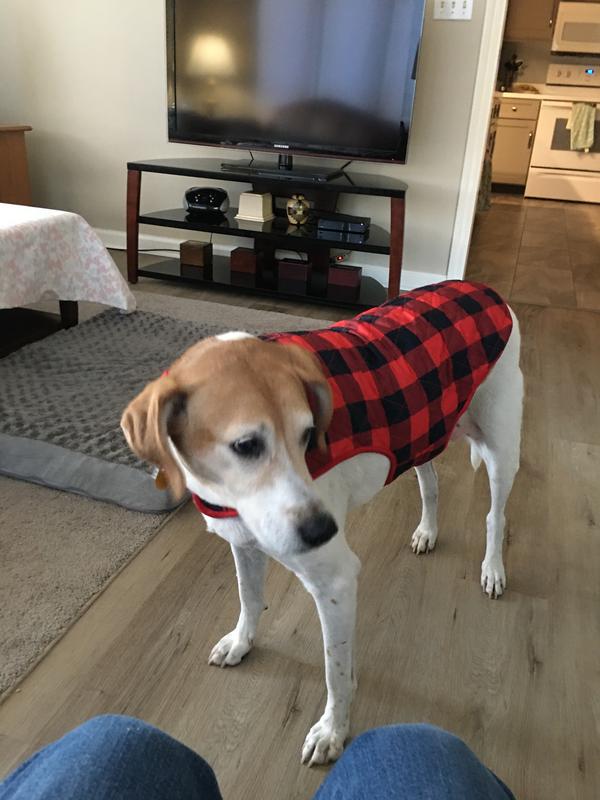 Loves my coat , raincoat and orthopedic bed from Chewy. Think I need a bigger size coat now.