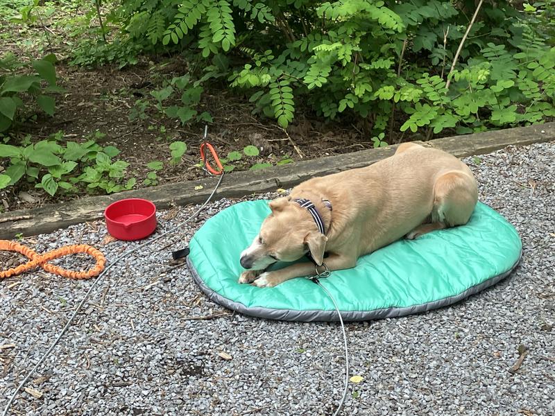 Enjoying a dog chew on her mat at the campsite