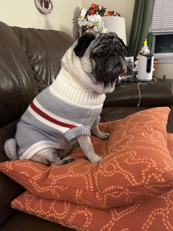Penelope in her sweater