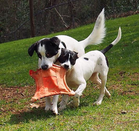 Astro teaching Baby Kai how to retrieve