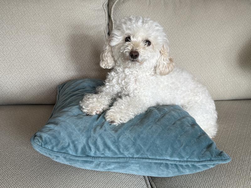 My Maddie! A precious rescue!!!!