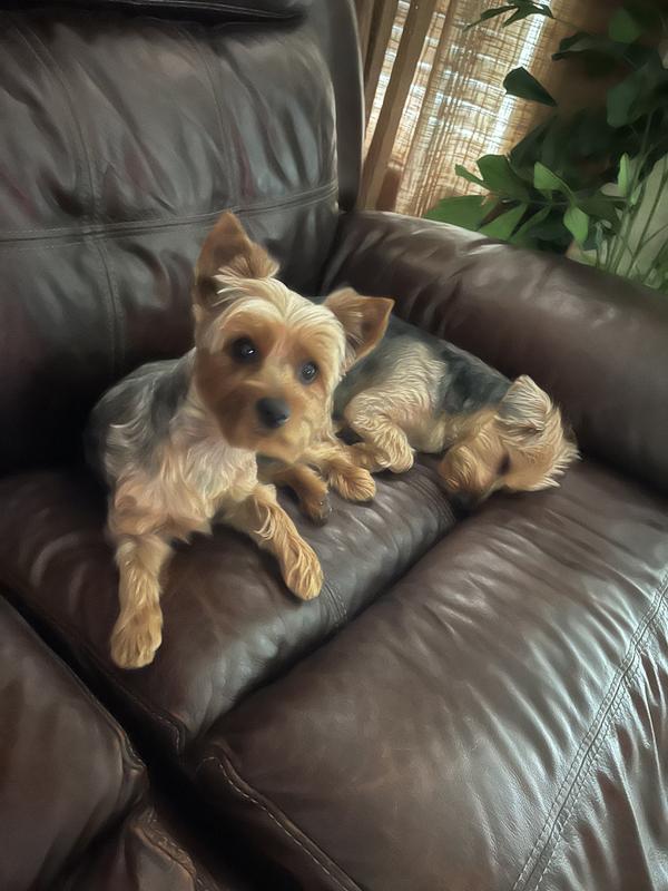 Spoiled Happy little Yorkies wolf’s 🐺