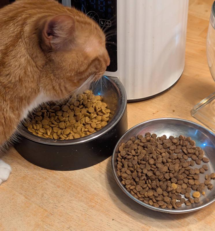 The Pureluxe kibble is in the dish on the right (the darker grains). As you see, our sweet ginger boy prefers his old, boring kibble.
