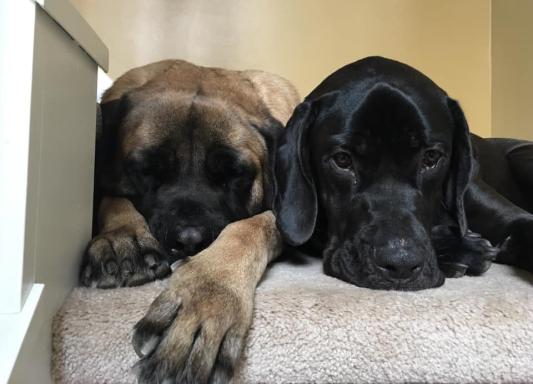 The loves of our lives!