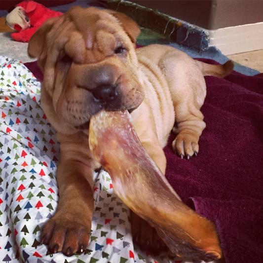 cheerio the sharpei loves Beef Scapula teething chew