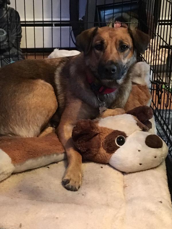 CADET Choice Chews Peanut Butter Flavor Dog Treats, 15 count