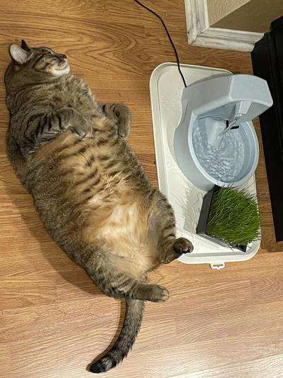 Wolfie having a post-dindin meditation sesh near his water fountain.