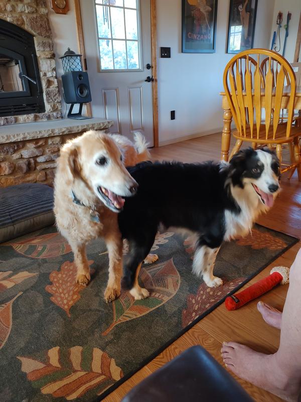Goldendoodle Tank (L) and Australian shepherd Jinx (R)