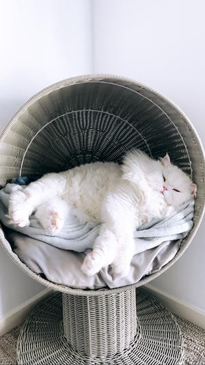 The refined feline clearance kitty ball bed