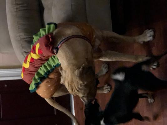 His little sister had to check out his cool new costume!