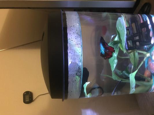 Mr Limpit LOVES his aquarium!