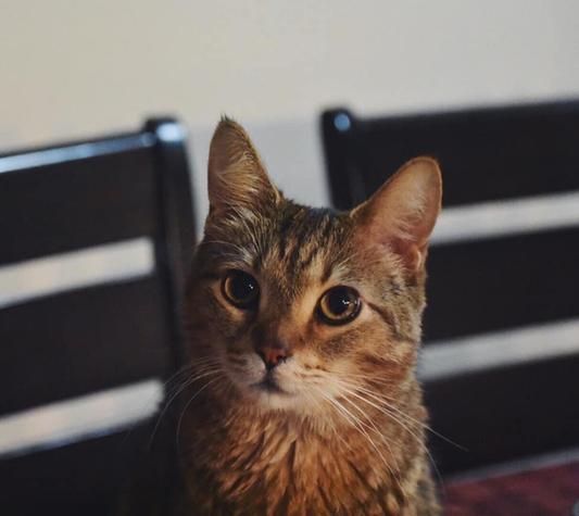 My little buddy, Peanut