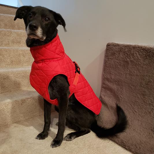 Dog best sale barn coat