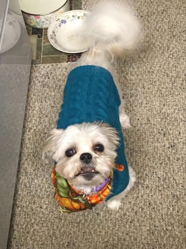 Kobe in his new sweater