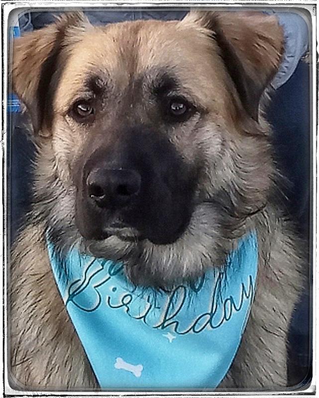 My dog Marley (thick coat)