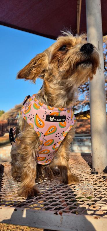 Looking good in my new harness