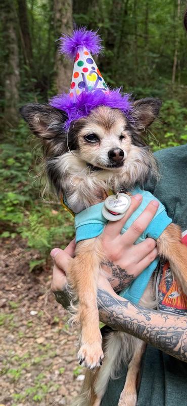 Punkin in her birthday hat!