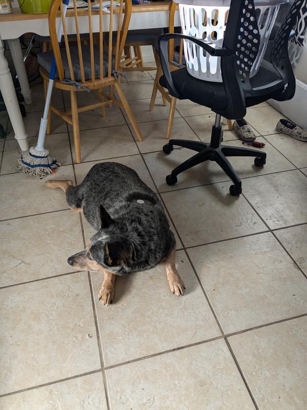 Amoxicillin (Generic) Capsules for Dogs & Cats