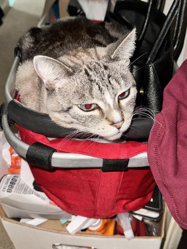 When you find a cuddly basket- it just calls your name; nap time