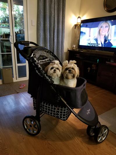 Out of Stock - GEN7PETS Monaco Pet Stroller, Dress Blues - Chewy.com