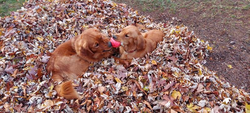 Almost one year olds trying to share the same ball