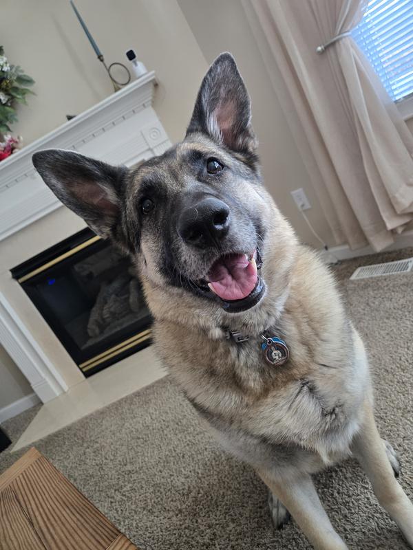 Great look on this kind German Shepherd Dog.