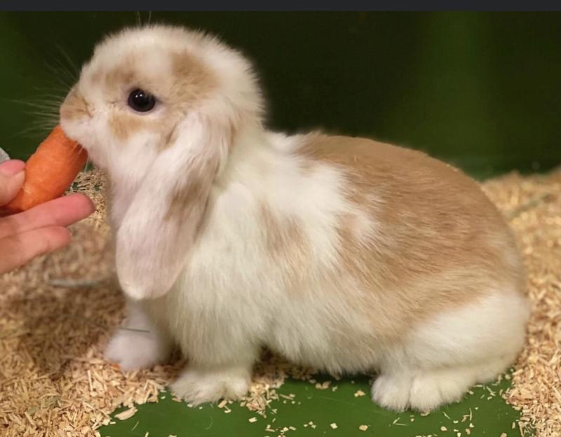 NUTRENA NatureWise Perform 18% Protein Rabbit Food, 40-lb bag - Chewy.com
