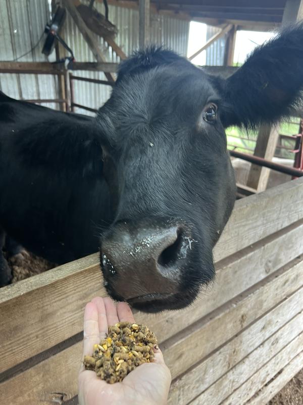 Also heifer approved! She was very excited for a treat