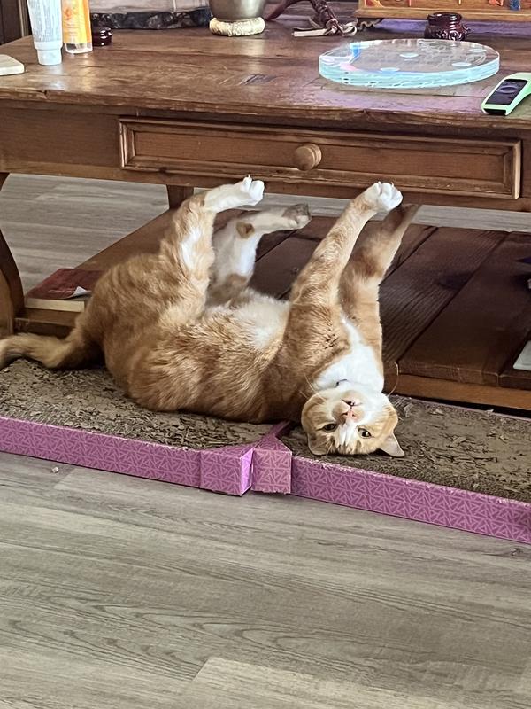 Sexy pose for her Fancy Feast