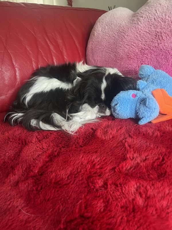 ZippyPaws Drake the Dragon Cheeky Chumz Dog Toy