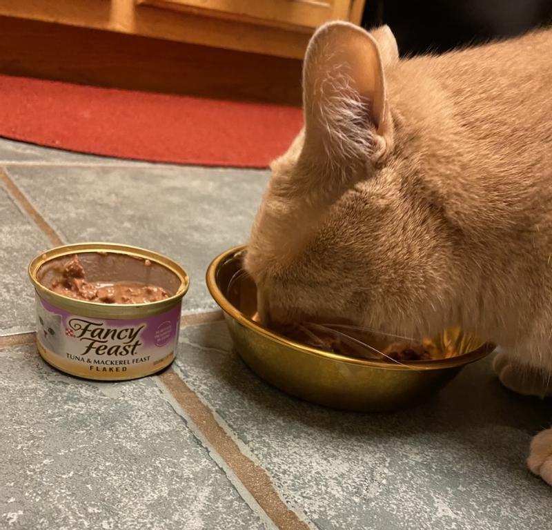 Fancy feast clearance tuna and mackerel