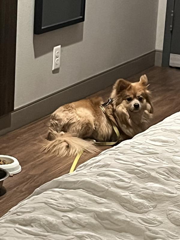 Heres Coco in all her anxious glory!