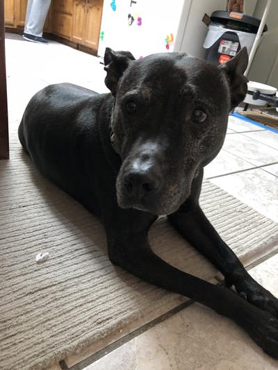 Raider taking a break.