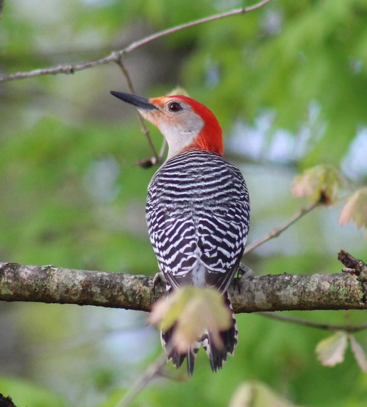 Male Redbellied Woodpecker