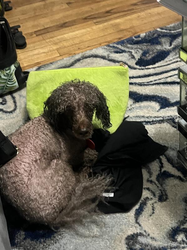 He is wet and upset… the flea bath is very strong and I used flea spray in between doses