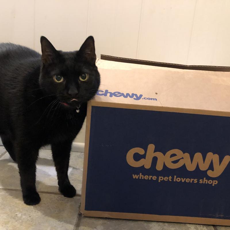 He loves to get mail from Chewy!!