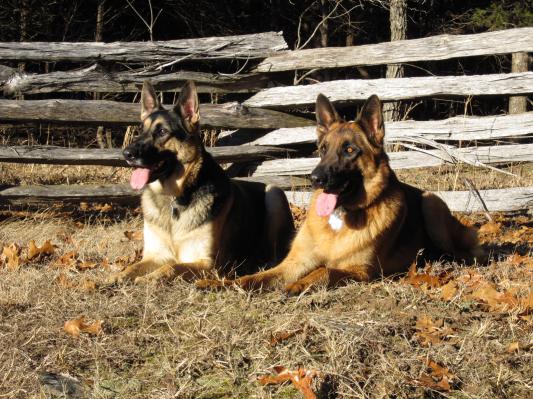 Pearl's roommates, Edda & Benny.