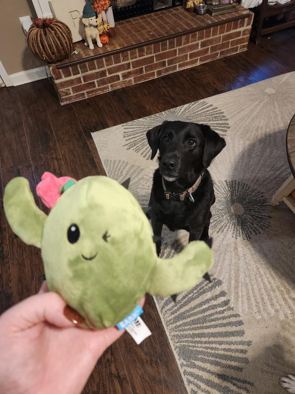 Product Reviews for BARK Cactus Rip & Reveal Squeaky Plush Dog Toy, Green