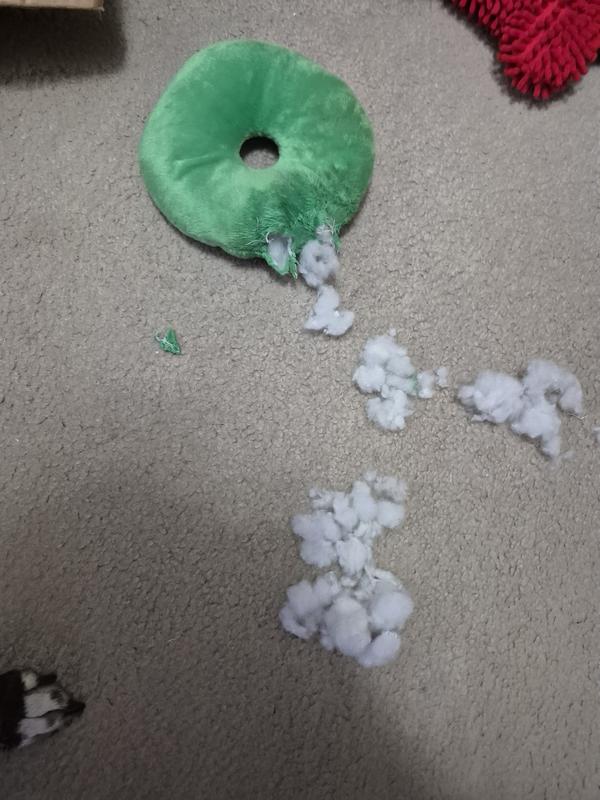 Eventually, she got its insides out, but she's still playing with it.