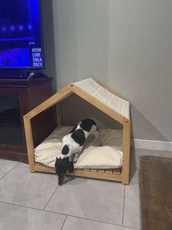 My little dachshund in the bed