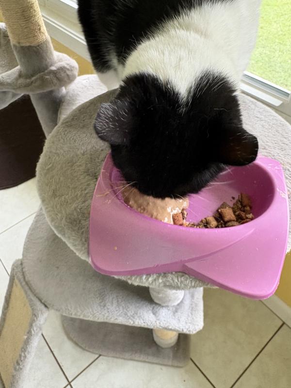 Tracie licking it up.