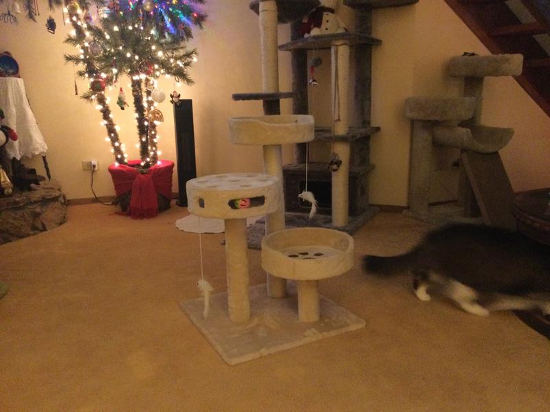 Not steady for our large cats