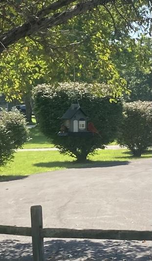 North States Vogelfutterspender „Bayside Cottage“ – Grau, 2,3 Kg Fassungsvermögen, Eichhörnchensicher